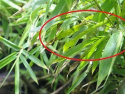 Deretan Foto Kamuflase Hewan yang Bikin Bingung