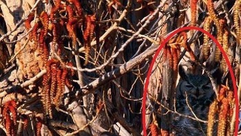 Burung hantu Great Horned bersembunyi di antara dedaunan musim gugur di Malheur National Wildlife Refuge, Oregon. (Foto: imgur)