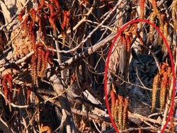 Deretan Foto Kamuflase Hewan yang Bikin Bingung