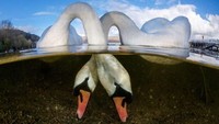 Foto berjudul Love Birds milik Grant Thomas ini berhasil menyabet penghargaan British Underwater Photographer of The Year di Inggris. Istimewa/Boredpanda.