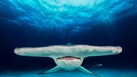 Foto berjudul The Hammer milik Jacob Degee ini pun mampu raih penghargaan dalam kontes fotografi untuk kategori pendatang baru. Istimewa/Boredpanda.