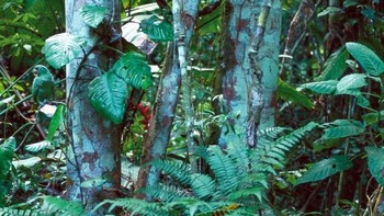 Di manakah hewan tersebut? (Foto: imgur)