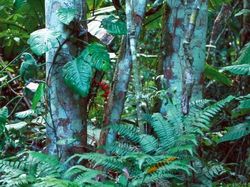 Deretan Foto Kamuflase Hewan yang Bikin Bingung