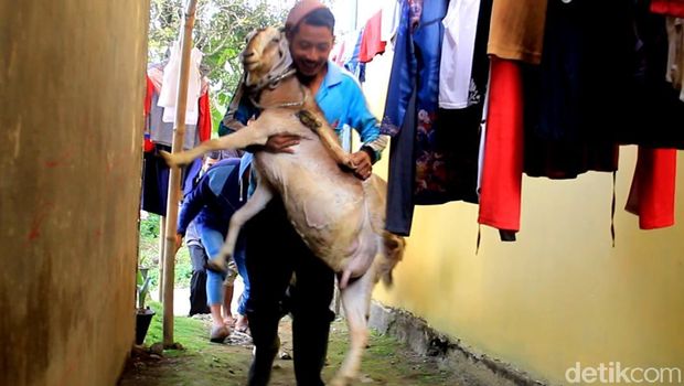 Puluhan Kambing Milik Warga Lereng Gunung Slamet Mati Misterius