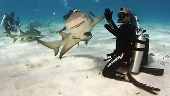 High Five sama ikan hiu. (Foto: Brightside)