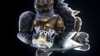 Foto berjudul A Reflective Green Turtle Hatchling milik Matt Curnock mampu menjadi pemenang dalam kontes fotografi kategori foto potret. Istimewa/Boredpanda.
