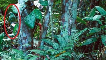 Burung cantik Beo Biru Mahkota hinggap di hutan hijau Belize yang memiliki warna tubuh seperti daun.  (Foto: imgur)