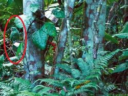 Deretan Foto Kamuflase Hewan yang Bikin Bingung