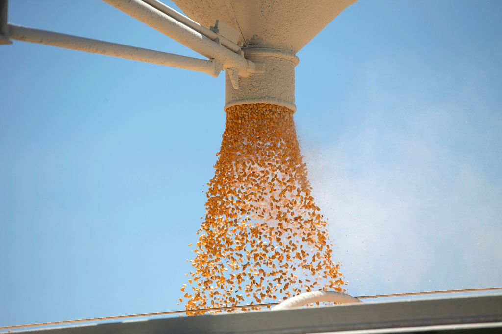 Corn is loaded onto a truck as a silo is emptied at a farm in Tiskilwa, Illinois, U.S., July 6, 2018.  REUTERS/Daniel Acker