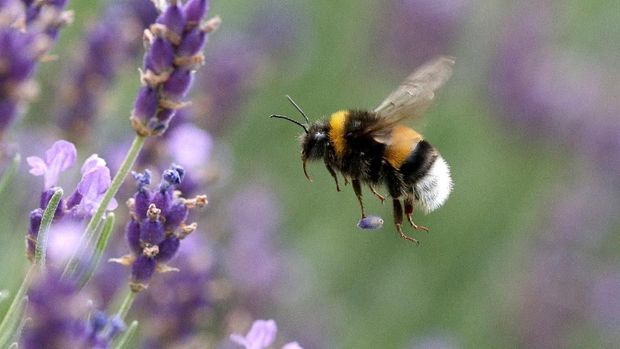 REUTERS/Lisi Niesner A bumblebee flies beyond lavender blossoms in Vienna, Austria June 17, 2018. REUTERS/Lisi Niesner