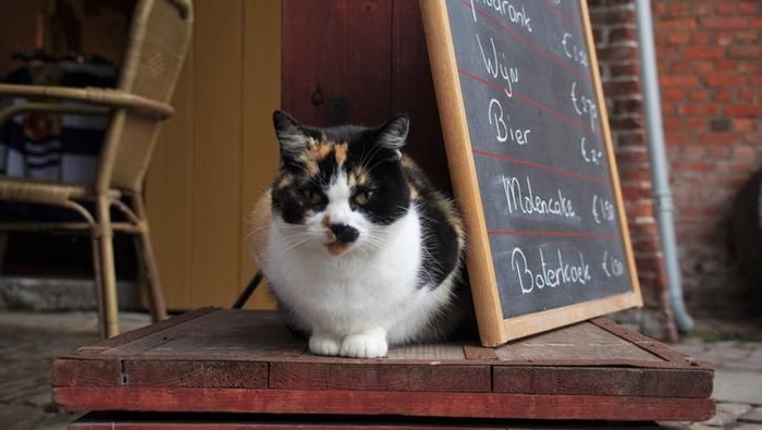 Farm Cat in clos up  sitting on a coffee plaza
