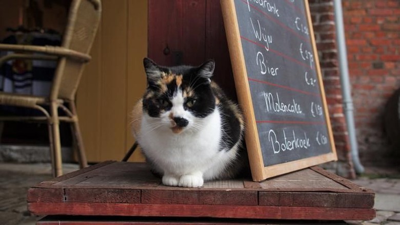 kucing di kafe Farm Cat in clos up sitting on a coffee plaza