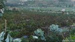 Wisatawan Ramai-ramai Datangi Puncak Dieng Lihat Embun Es
