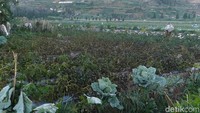 Dibanding dengan embun es yang muncul pada Jumat (6/7) lalu, saat ini lebih tipis. Namun demikian, berdasarkan pengalaman tahun sebelumnya embun es masih akan muncul lagi.