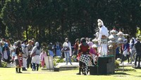 Meski terasa dingin, wisatawan dari berbagai daerah rela mengunjungi tempat wisata di Dieng saat pagi hari. Tanaman serta bunga di Dieng terlihat sudah mulai terdampak. Sebagian bunga dan daun layu.