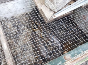 Dua Piton Ditemukan Satpam Perumahan di Surabaya