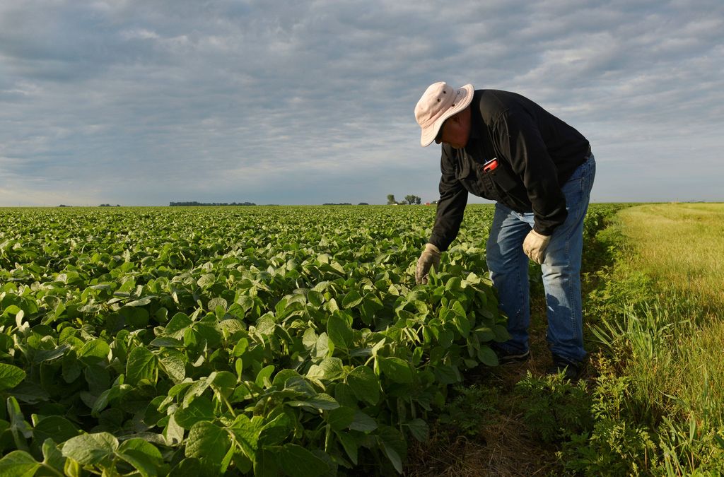 Corn and soybean farmer William Hejl checks one of his soybean fields in Amenia, North Dakota, U.S., July 6, 2018.  REUTERS/Dan Koeck