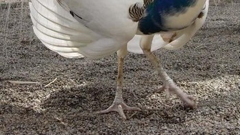 Burung merak hanya memiliki moting warna setengah pada sayapnya sisanya berwarna putih polos. (Foto: Brightside)