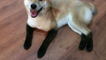 Anjing ini tampak seperti kaus kaki pada keempat kakinya. (Foto: Brightside)