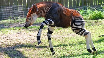 Motif tubuh Okapi yang unik, jenis hewan ini masih bersaudaraan dengan jerapah. (Foto: Brightside)