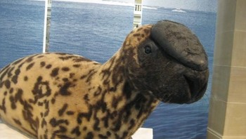 Segel sejenis anjing laut, memiliki motif tubuhnya yang mirip dengan macan tutup. (Foto: Brightside)