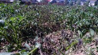 Sehingga, embun es atau sering disebut bun upas oleh warga Dieng tidak terlihat. Namun demikian, sejumlah wisatawan dari berbagai daerah tetap berdatangan ke Dieng