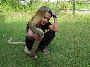 Akhir Kisah Rizky Dipatuk King Cobra Peliharaan