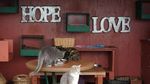 Meong! Pulau Penampungan Kucing yang Bikin Gemas