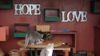 Kehidupan kucing di Lanai Cat Sanctuary bisa dibilang sangat baik. Mereka diberi makan, mikrochip, vaksin dan dikebiri, bisa dibilang kucing-kucing ini di mendapat perlakuan yang menyenangkan. (Leezel Tanglao/CNN)