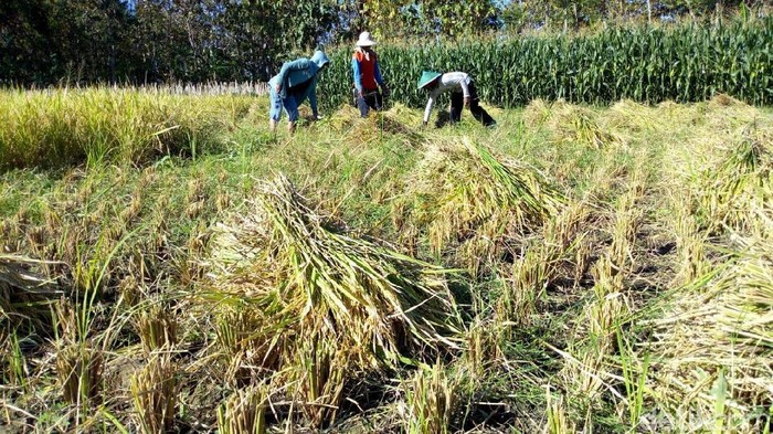 Petani Padi Keluhkan Hasil Panen Menurun