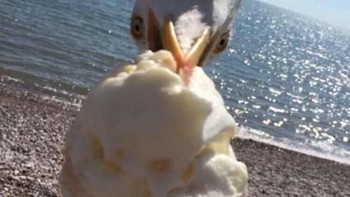 Bagi dong es krimnya... Foto: Brightside