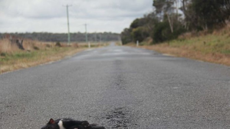 Kurangi Kematian Satwa Asli, Tasmania Uji Cobakan Aplikasi Ponsel Kurangi Kematian Satwa Asli, Tasmania Uji Cobakan Aplikasi Ponsel