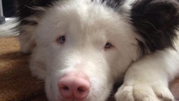 Wajah unik si anjing ini bernama akita. (Foto: Brightside)