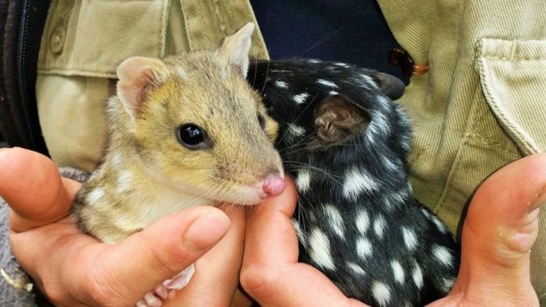 Bayi Quoll Yang Langka Dihadirkan Kembali di Daratan Australia Bayi Quoll Yang Langka Dihadirkan Kembali di Daratan Australia