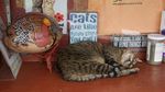 Meong! Pulau Penampungan Kucing yang Bikin Gemas