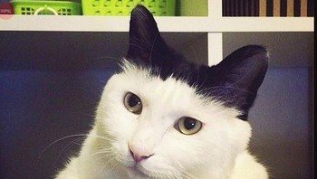Si kucing seperti memakai topi hitam. (Foto: Brightside)