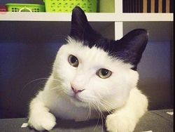 Mereka Bukan Hewan Langka, Tapi Mengejutkan