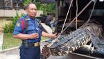 Foto: Ini Buaya 4,5 Meter yang Ditangkap di Bambu Apus