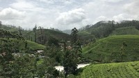 Memasuki Pattipola, perubahan cuaca langsung terasa. Berada di ketinggian 1.897 mdpl, udaranya terasa sangat sejuk. (Mihiri/lstimewa)