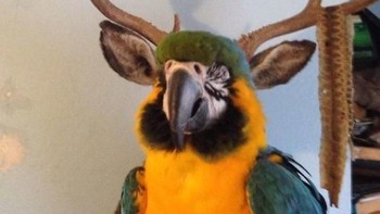 Burung dengan tanduk rusa. Foto: Brightside