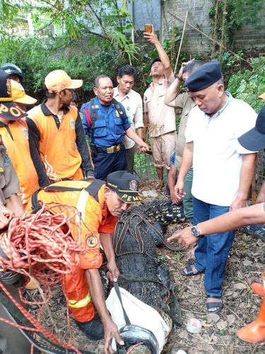 Buaya di Bambu Apus, Jaktim yang dievakuasi, Senin (9/7/2018) Dok. Sudin Jaktim
