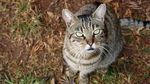 Meong! Pulau Penampungan Kucing yang Bikin Gemas
