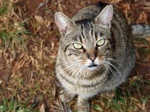 Cat Lovers, Yuk Mampir ke Cat Expo 2018!