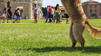 Anjing ini ikutan pose khas di Menara Pisa. Foto: Brightside