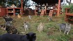 Meong! Pulau Penampungan Kucing yang Bikin Gemas
