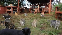 Pulau Lanai di Hawaii merupakan yang terkecil dan unik. Pulau ini punya penampungan kucing yang bernama Lanai Cat Sanctuary. (Leezel Tanglao/CNN)