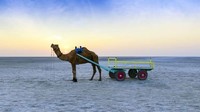 Sebagian besar wisatawan mengunjungi Great Rann of Kutch di musim dingin. Hal itu dikarenakan kesempatan terbaik untuk melihat lanskap yang mirip bulan (CNN Travel)  