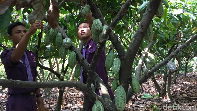 Oh Begini Rasanya Belajar Tanam dan Olah Hasil Panen Cokelat Oh Begini Rasanya Belajar Tanam dan Olah Hasil Panen Cokelat