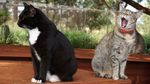 Meong! Pulau Penampungan Kucing yang Bikin Gemas