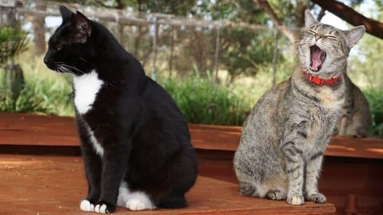 Lanai Cat Sanctuary (Leezel Tanglao/CNN) Lanai Cat Sanctuary (Leezel Tanglao/CNN)